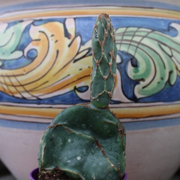 Opuntia reticulata 'Cobra' - immagine 2