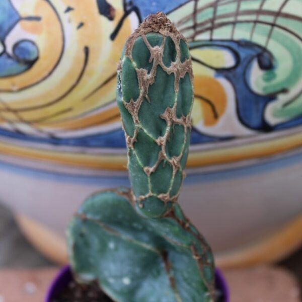 Opuntia reticulata 'Cobra'