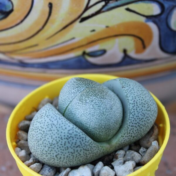 Pleiospilos nelii