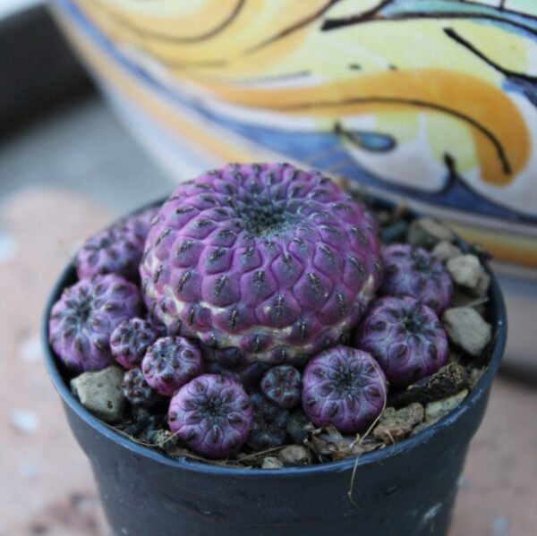 Sulcorebutia rauschii