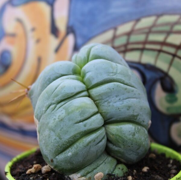 Trichocereus bridgesii 'Crestato'
