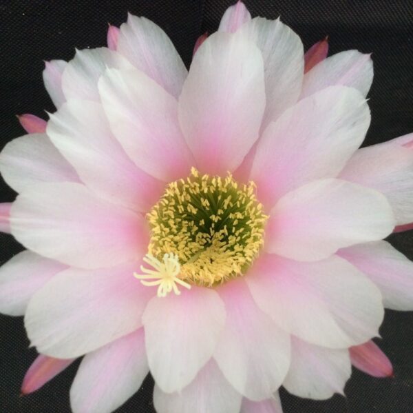 Trichocereus 'Multiproliferum'