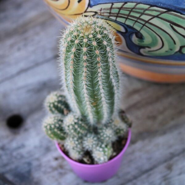 Trichocereus 'Multiproliferum' - immagine 2