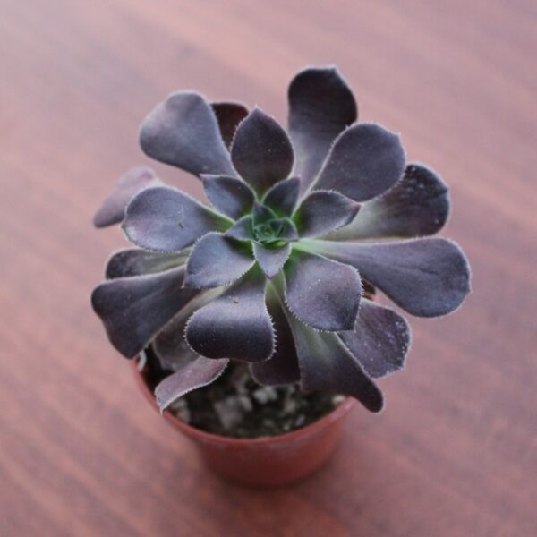 Aeonium 'Velour'
