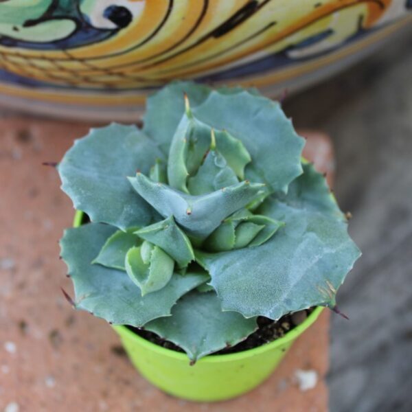 Agave potatorum 'Shoji-Raijin'