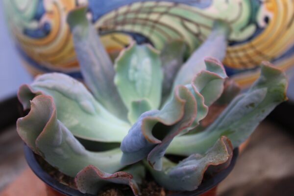 Echeveria culibra - immagine 2
