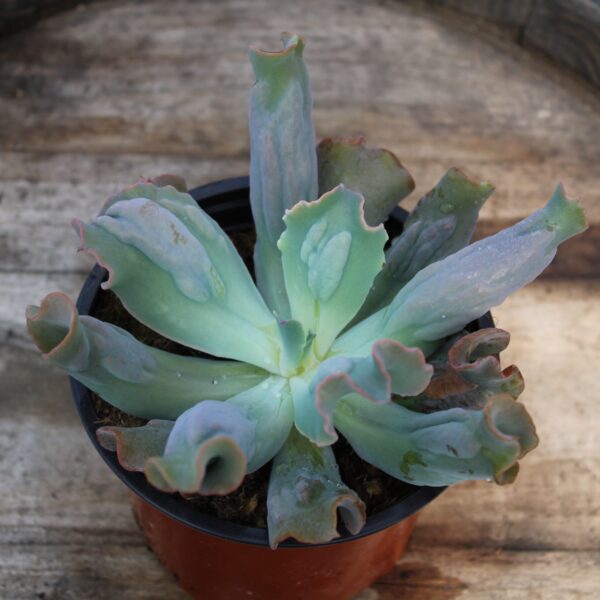 Echeveria culibra