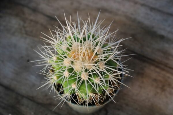 Echinocactus grusonii