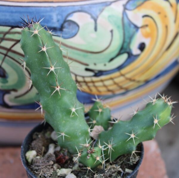 Echinocereus pentalophus - immagine 2