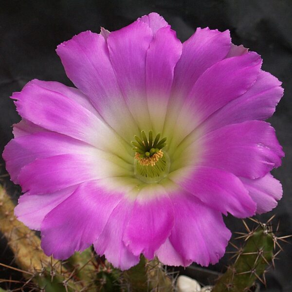 Echinocereus pentalophus