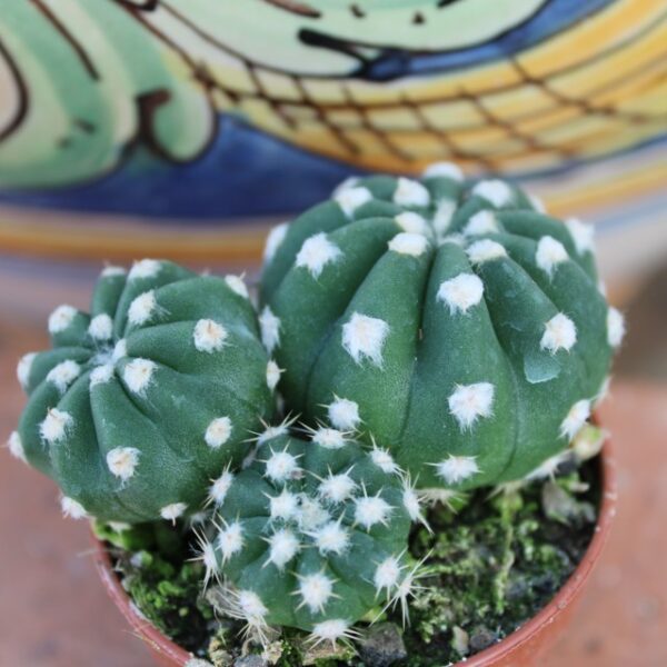 Echinopsis subdenudata