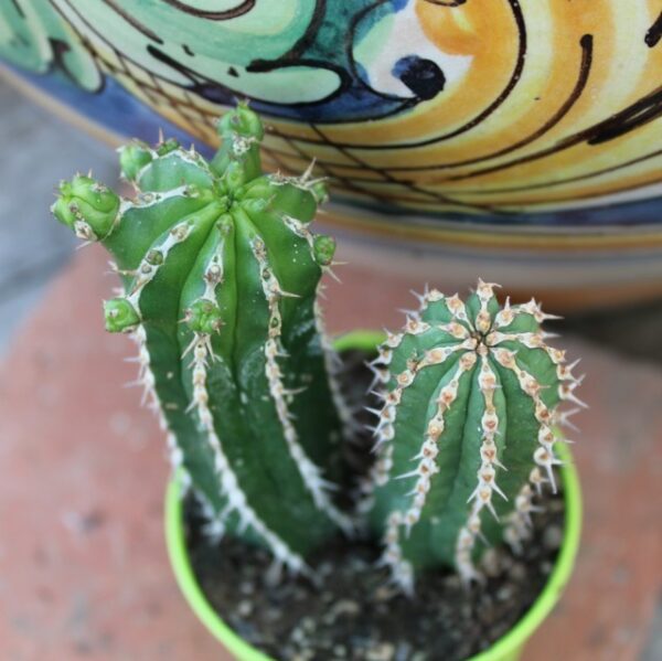 Euphorbia echinus
