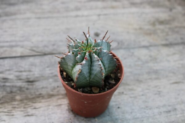 Euphorbia horrida - immagine 2