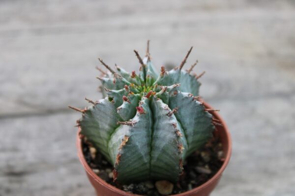 Euphorbia horrida
