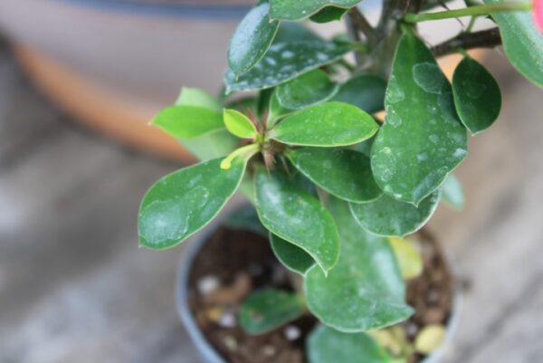 Euphorbia milii (Fiore Rosso) - immagine 2
