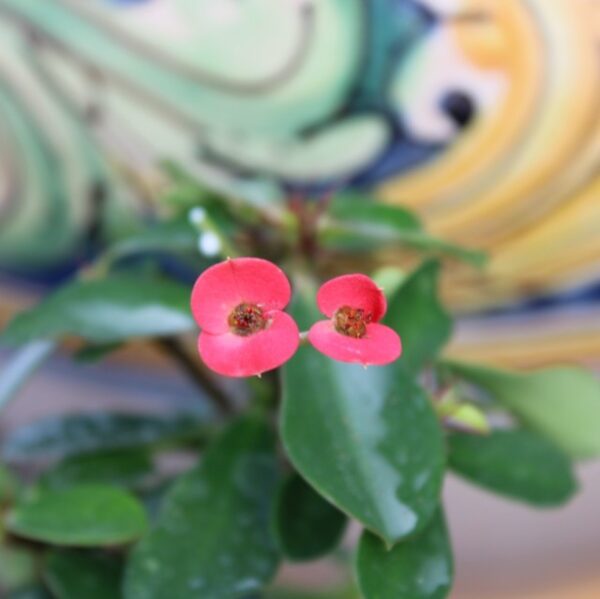 Euphorbia milii (Fiore Rosso)