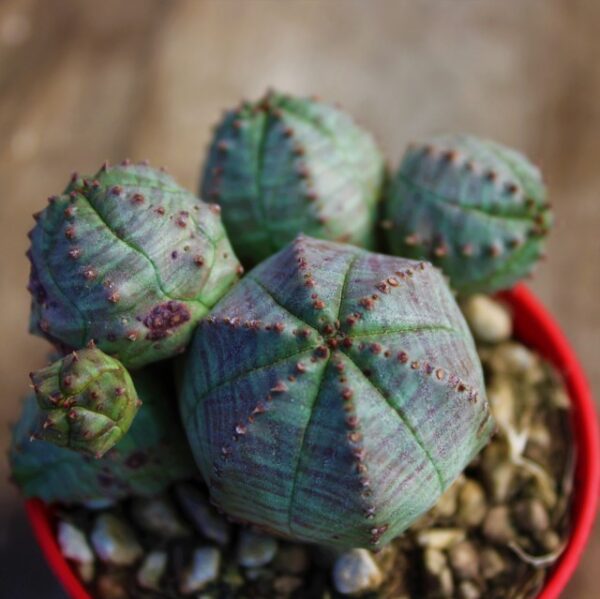 Euphorbia pseudoglobosa