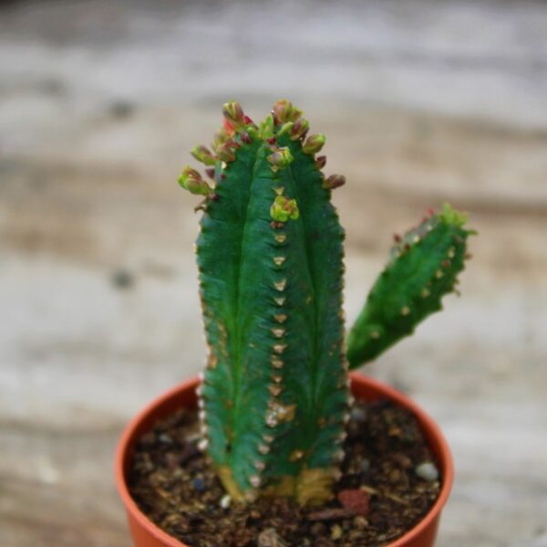 Euphorbia tubiglans - immagine 2