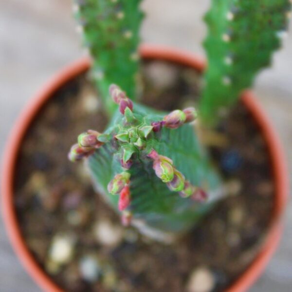 Euphorbia tubiglans