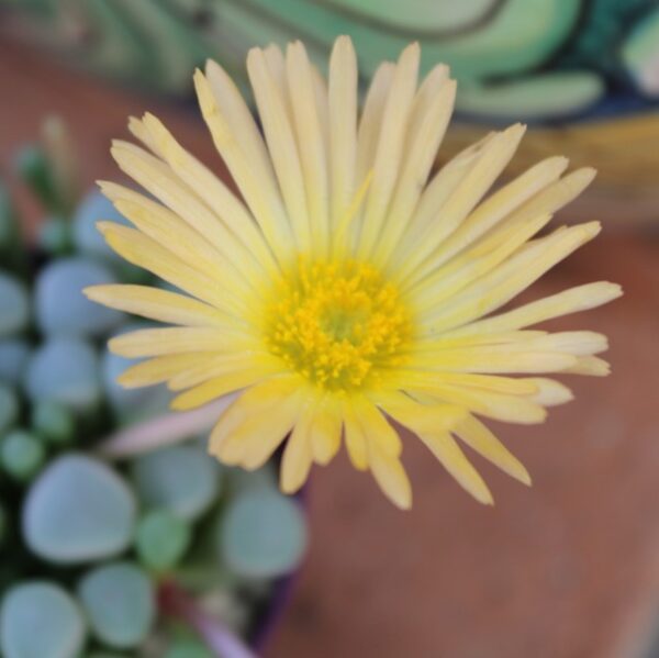 Fenestraria aurantiaca - immagine 2