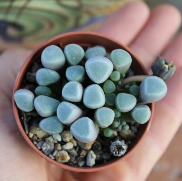 Fenestraria aurantiaca