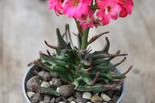 Kalanchoe katapifa 'Tarantula' - immagine 2