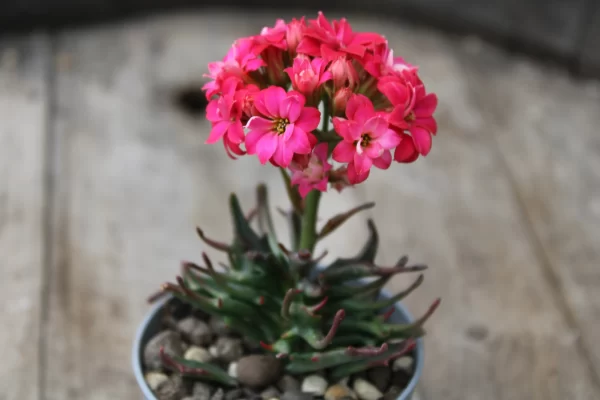 Kalanchoe katapifa 'Tarantula'