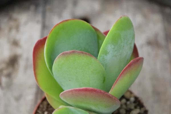Kalanchoe thyrsiflora