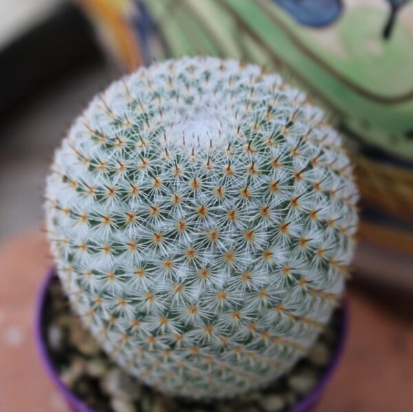 Mammillaria pseudoperbella