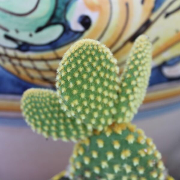 Opuntia microdays