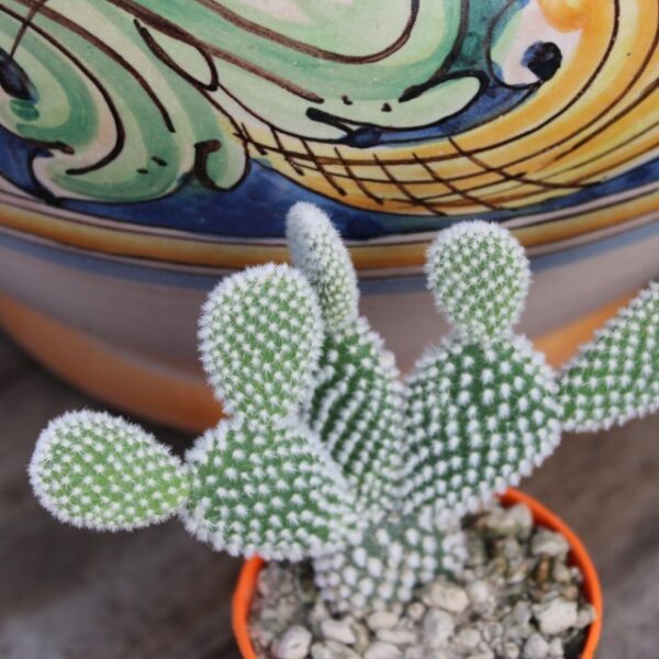 Opuntia microdasys albata