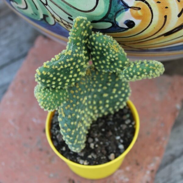 Opuntia microdasys 'Crestata'