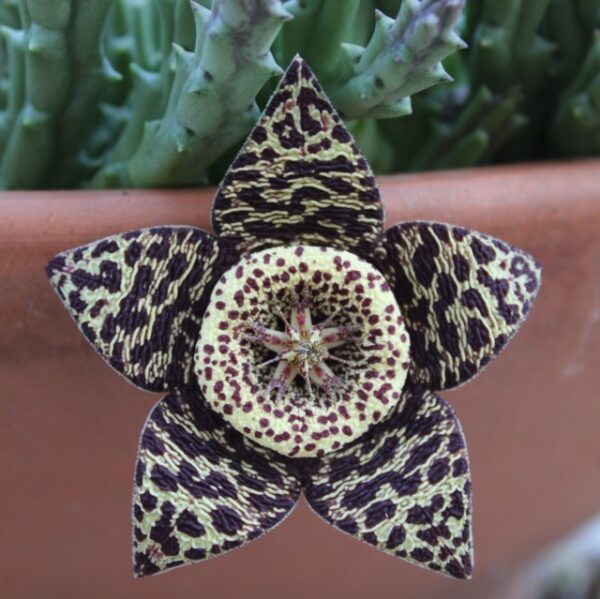 Orbea variegata