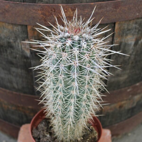 Pachycereus pringlei - immagine 2