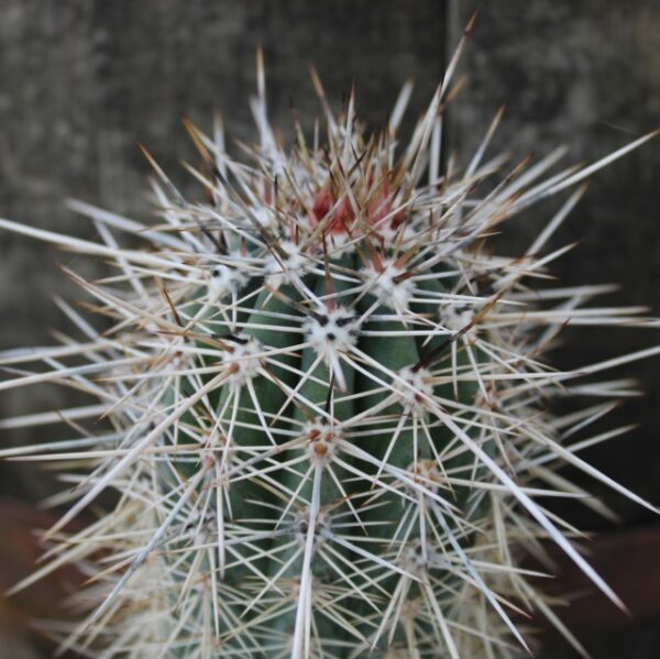 Pachycereus pringlei