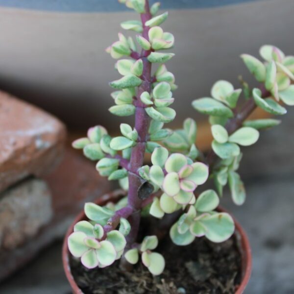 Portulacaria afra 'Foliis Variegatis'