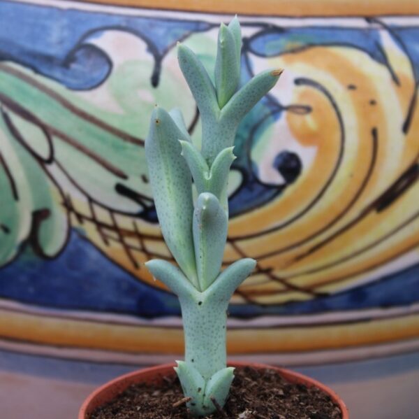 Ruschia uncinata