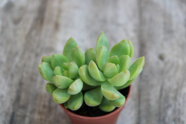 Sedeveria lutea