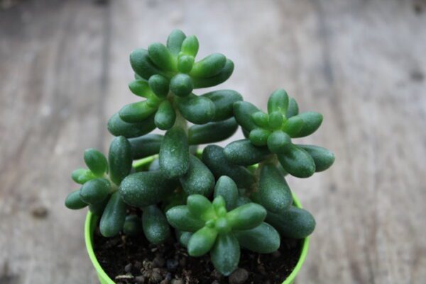 Sedum hernandezii