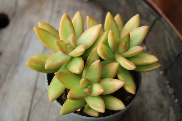 Sedum nussbaumerianum - immagine 2