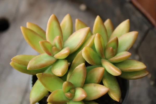 Sedum nussbaumerianum