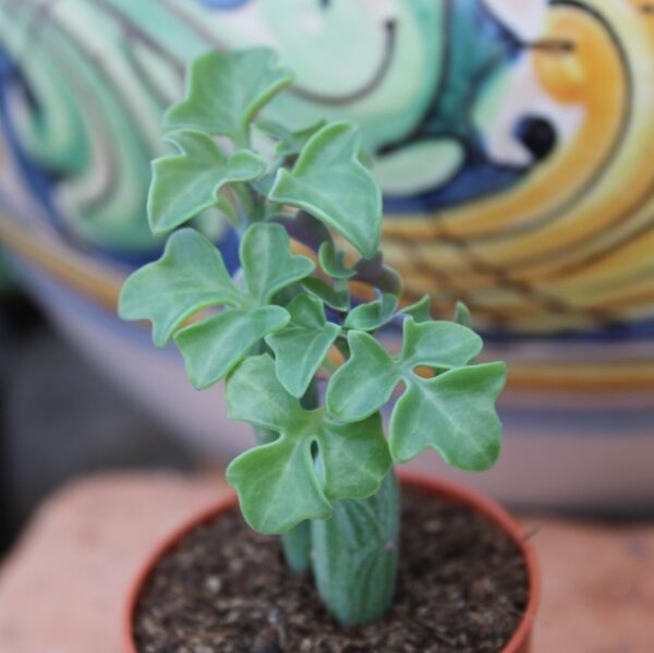 Senecio articulatus