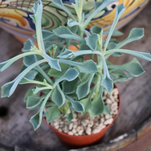 Senecio kleiniiformis