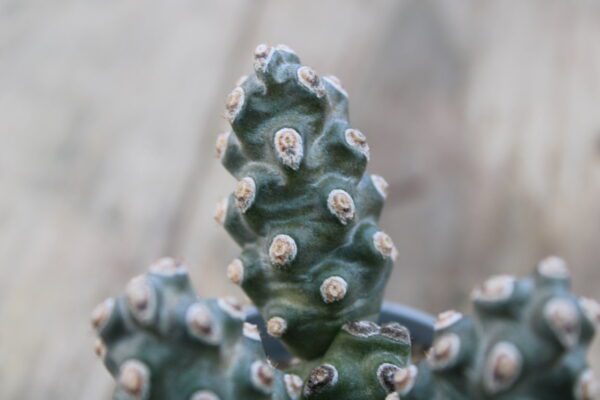 Tephrocactus molinensis - immagine 2