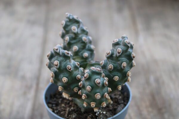 Tephrocactus molinensis