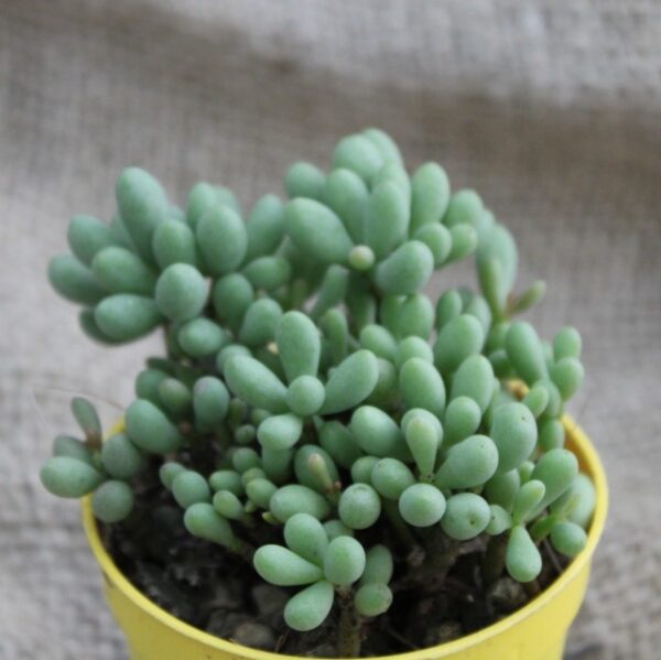 Tylecodon schaeferianus