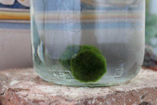 Marimo - immagine 2