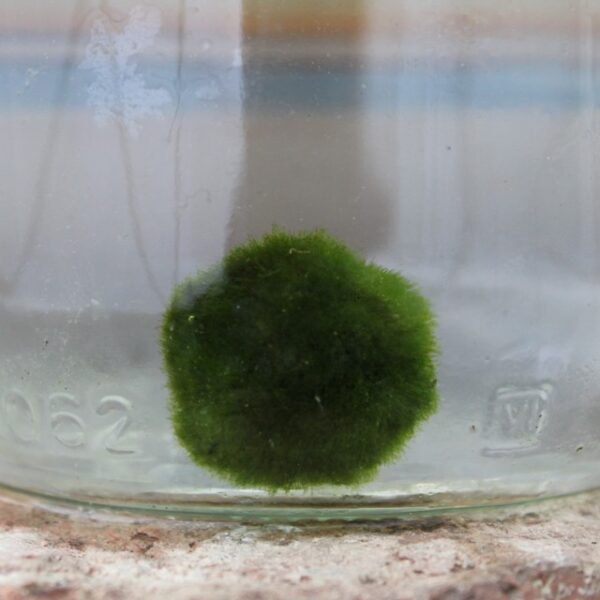 Marimo