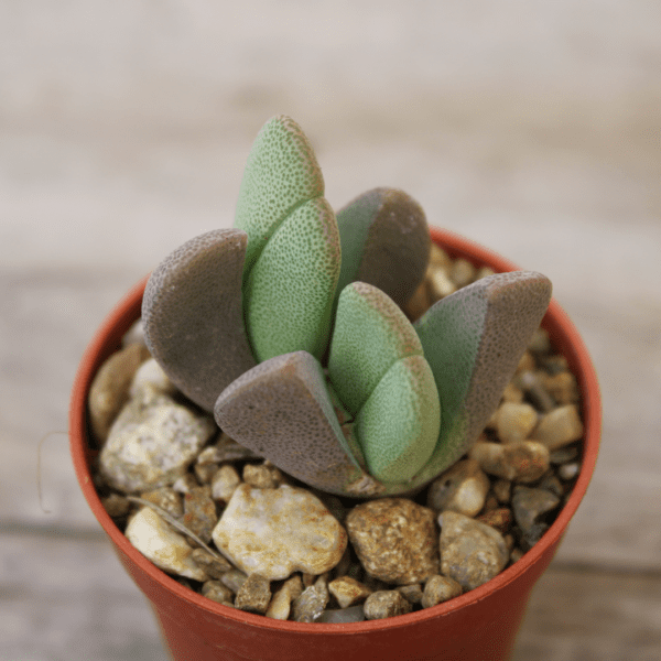 Cheiridopsis vanzylii