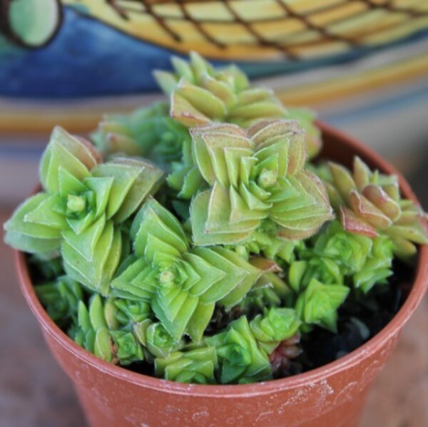 Crassula capitella subsp. thyrsiflora